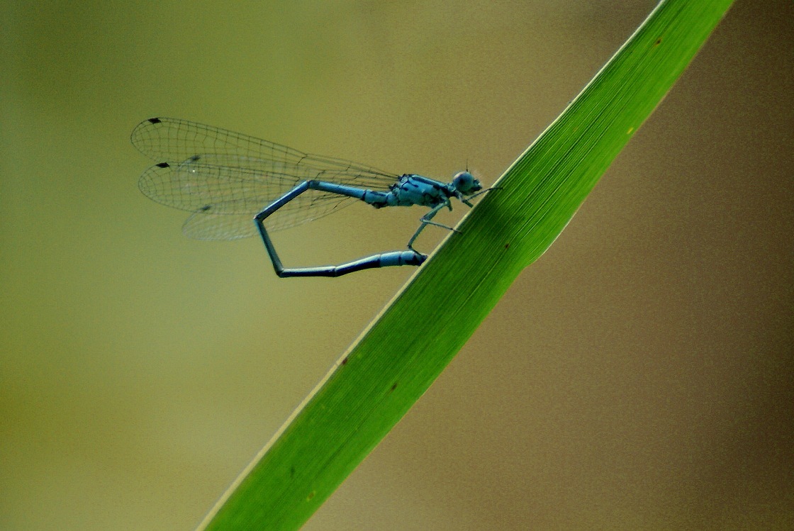 Coenagrion puella maschio